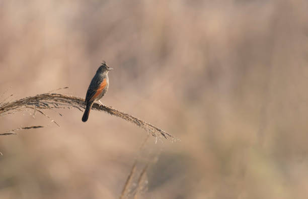 istock Crested bunting -Melophus lathami 1206166546