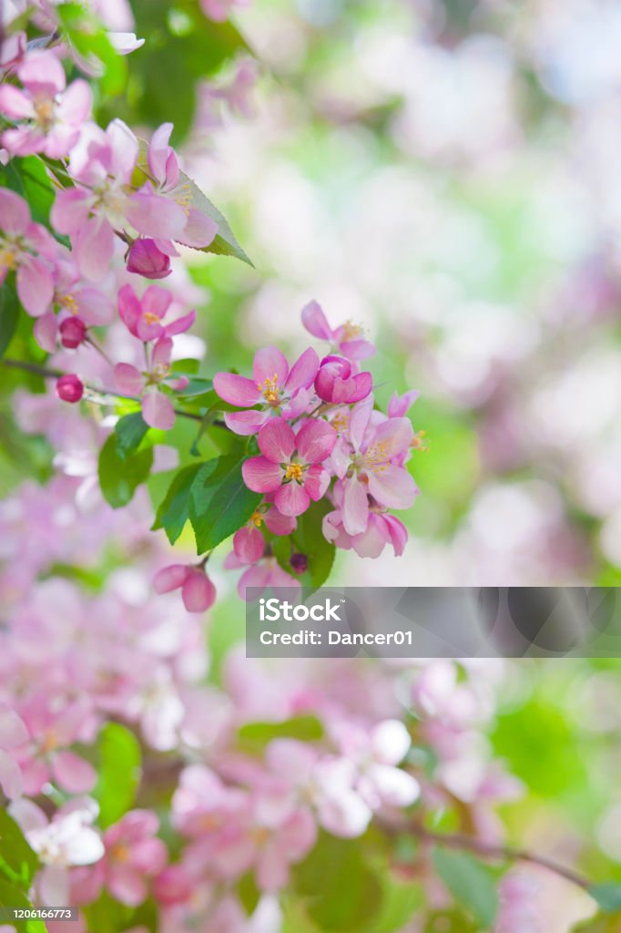 Delicadas Flores De Flores De Cerezo En El Sol En El Cielo Azul Foto de stock y más banco de imágenes de Primavera - Estación - iStock Delicadas Flores De Flores De Cerezo En El Sol En El Cielo Azul Foto de stock y más banco de imágenes de Primavera - Estación - iStock