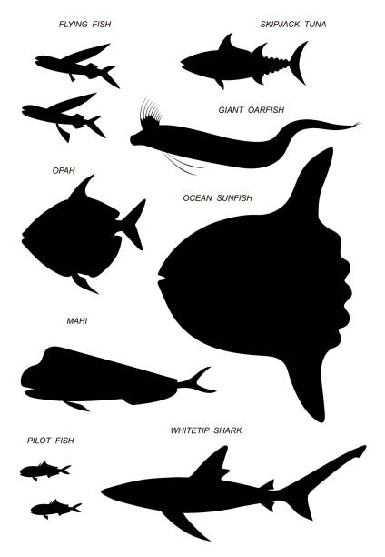 Ocean pelagic fish. Vector black silhouette image set. Ocean pelagic fish silhouettes with names (flying fish, skipjack tuna, opah, sunfish, mahi, whitetip shark, pilot). Vector black image collection. opah stock illustrations