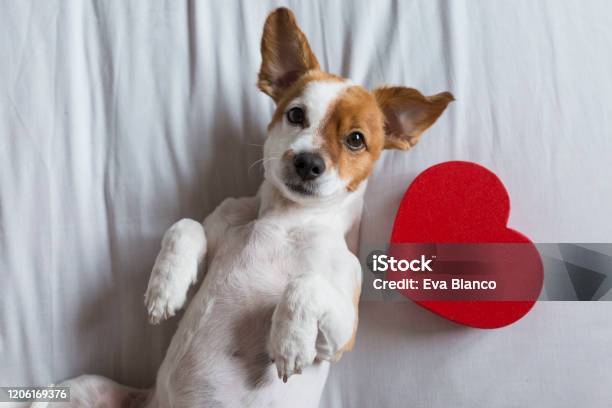 Jack Russell Bedding Set - Hearts Jack Russell Bedding Set - Hearts