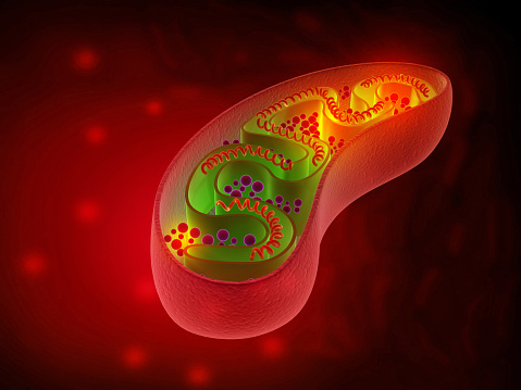 Anatomía de las mitocondrias celulares photo
