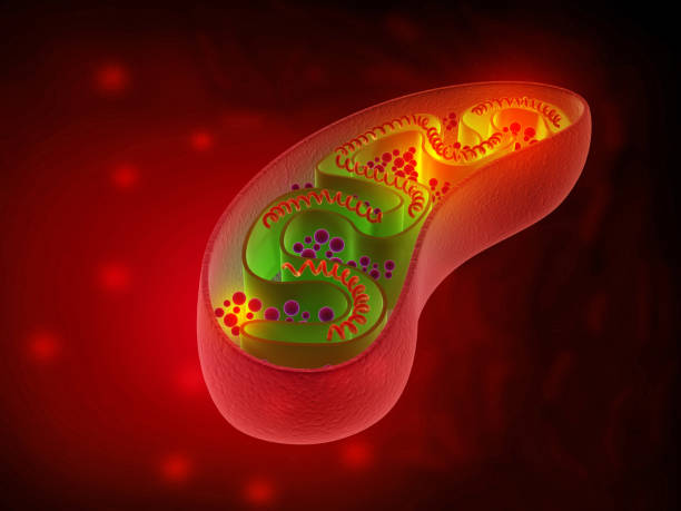 Cell mitochondria anatomy Cell mitochondria anatomy. 3d illustration endoplasmic reticulum stock pictures, royalty-free photos & images