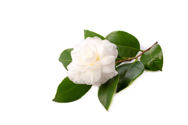 istock Flower of camellia 1206175625