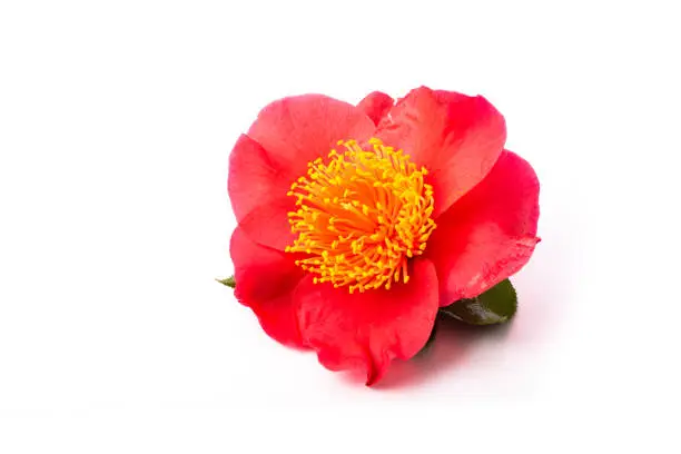Photo of Flower of camellia