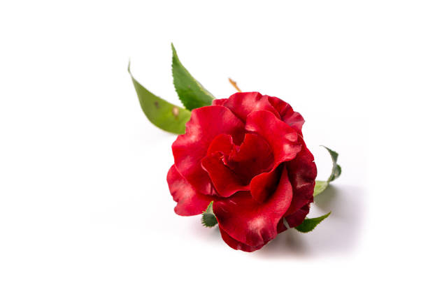 Red roses, Sant Jordi's day