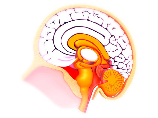 querschnitt des menschlichen gehirns - augenhöhle stock-fotos und bilder