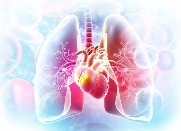 lungs,heart anatomy on - lumbar vertebra imagens e fotografias de stock