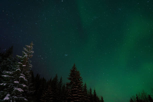 istock Fir trees and aurora lights in the sky. Arctic circle, norther Norway. 1206176351