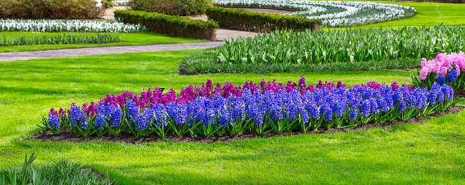 Colorful blue, purple and lilac hyacinth flowers blossom in dutch garden, Netherlands