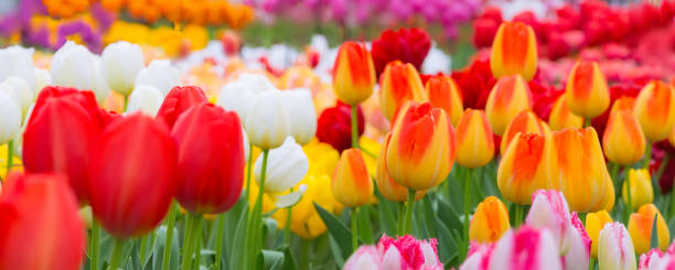 istock Tulip flowerbed, red, yellow, white panorama 1206177737