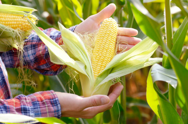 istock Harvest ready unwrapped corn cobs in farmer's hands 1206179099