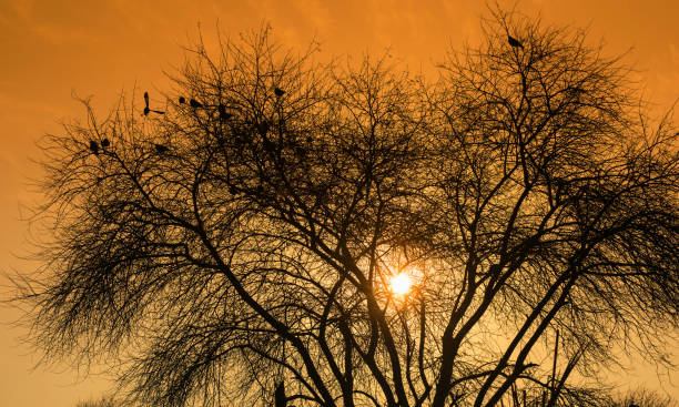 istock landscape image of sunset on a tree in fall season 1206179445