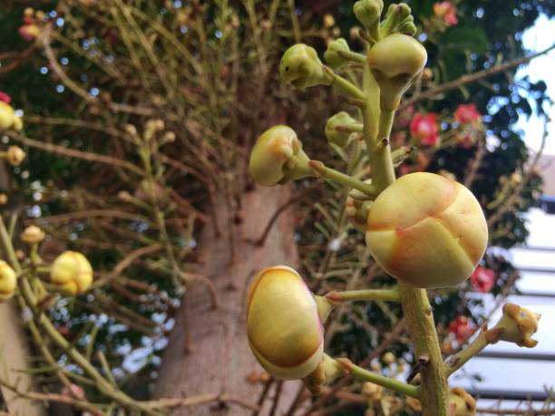 istock Cannon Bullet or Cannon Ball Tree 1206181156