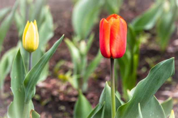 istock Red and yellow tulips on a green background 1206182839