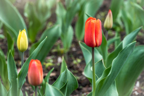 istock Red and yellow tulips on a green background 1206182849