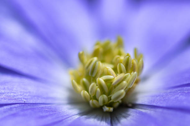 Anemone blanda wind flower violet and blue soft petals macro abstract artistic blurred background. Cool light, selective focus.