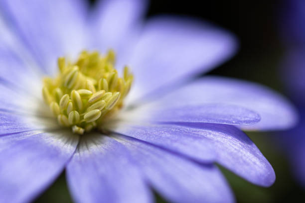 Anemone blanda wind flower violet and blue soft petals macro abstract artistic blurred background. Cool light, selective focus.