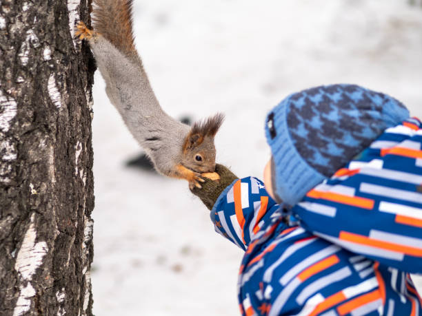 A little child in winter feeds a squirrel with a nut.