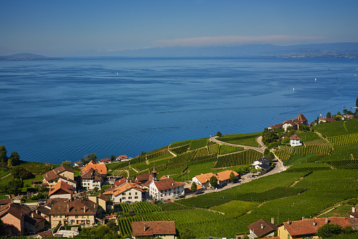 views of the vineyards and Lake Leman near Lausanne in Switzerland