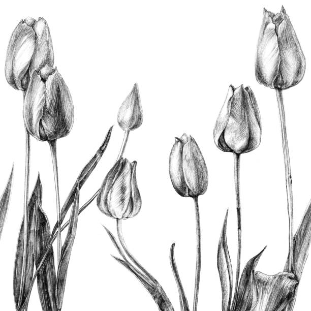 Dutch Floral Line Art Illustrations, Royalty-Free Vector Graphics ...