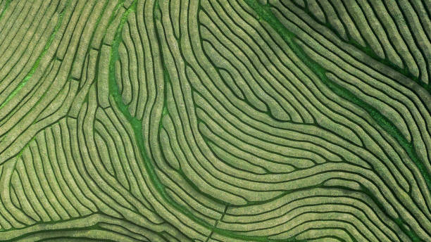 vista aerea con droni della più antica piantagione di tè d'europa nel campo agricolo gorreana a sao miguel sland, azzorre, portogallo - agriculture farm growth leaf foto e immagini stock