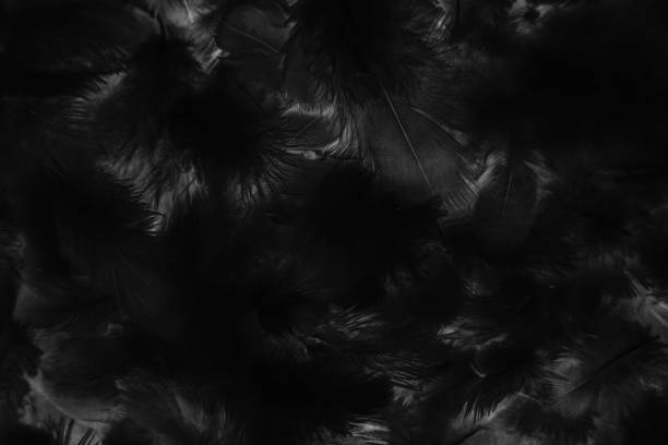 istock Beautiful abstract colorful gray and black feathers on dark background and soft gray feather texture on black pattern and darkness background. black feather texture banners 1206188549