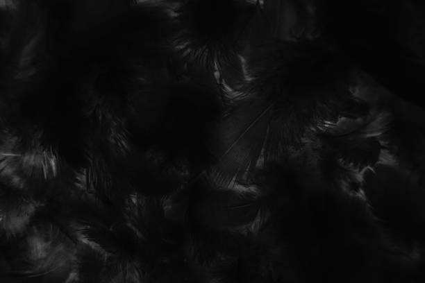 istock Beautiful abstract colorful gray and black feathers on dark background and soft gray feather texture on black pattern and darkness background. black feather texture banners 1206188564