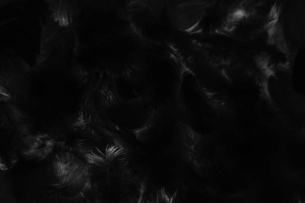 istock Beautiful abstract colorful gray and black feathers on dark background and soft gray feather texture on black pattern and darkness background. black feather texture banners 1206189113