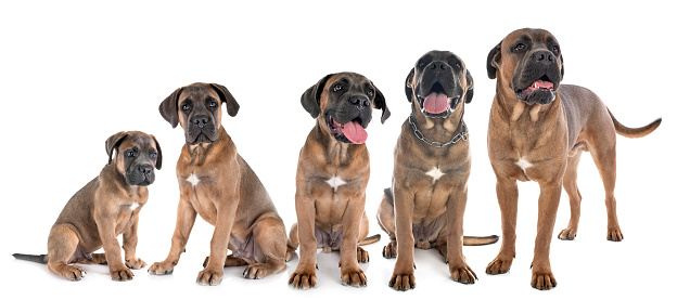 growth of italian mastiff in front of white background