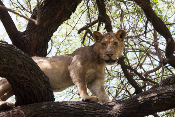 istock Lioness looking for a prey on a tree Lake Manyar 1206189703