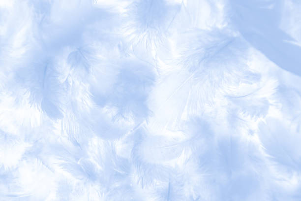 istock Beautiful abstract colorful white and blue feathers on white background and soft white feather texture on white pattern and blue background banners graphics 1206189860