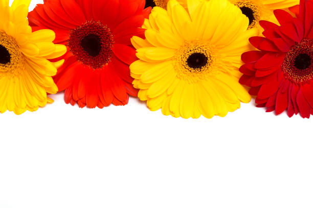 istock Yellow and red gerbara flowers on white background 1206190025