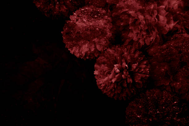belle couleur abstraite rose et rouge fleurs graphiques sur le fond noir et le cadre rouge clair de fleur et la texture brune de feuilles, fond foncé, bannière rouge heureuse valentine - botany bright brown heart shape photos et images de collection