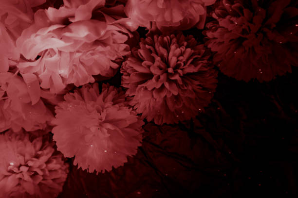 belle couleur abstraite rose et rouge fleurs graphique sur le fond noir et le cadre rouge clair de fleur et la texture brune de feuilles, fond foncé, bannière rouge valentine heureuse - botany bright brown heart shape photos et images de collection