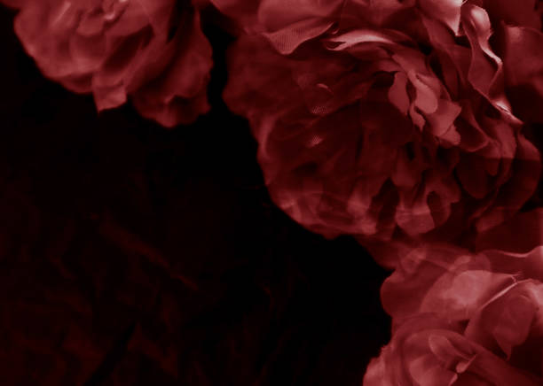 belle couleur abstraite rose et rouge fleurs graphiques sur le fond noir et le cadre rouge clair de fleur et la texture brune de feuilles, fond foncé, bannière rouge heureuse valentine - botany bright brown heart shape photos et images de collection