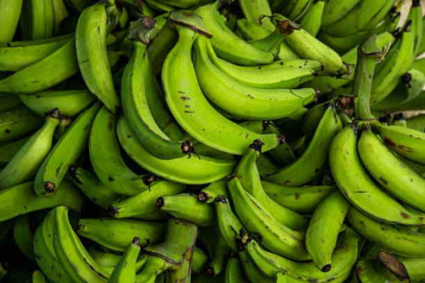 istock Fresh green plantains close up 1206191629