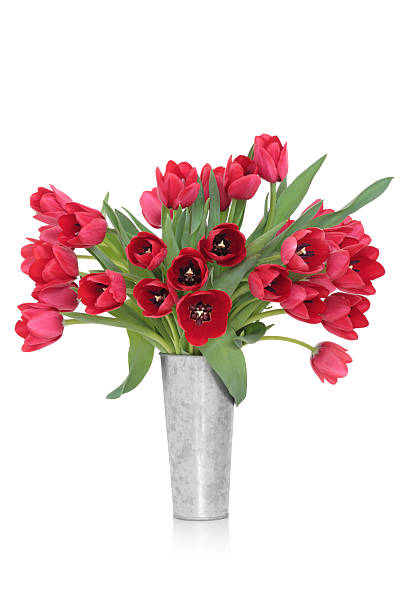 istock Tulip Flower Beauty 120619187