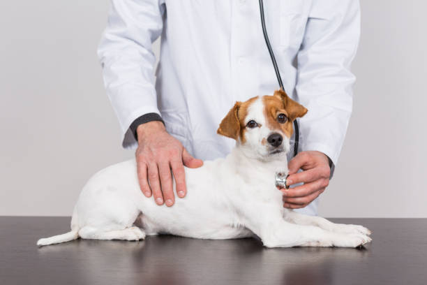 istock young veterinarian man examining a cute small dog by using stethoscope, isolated on white background. Indoors 1206193929