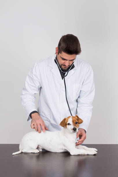 istock young veterinarian man examining a cute small dog by using stethoscope, isolated on white background. Indoors 1206193946