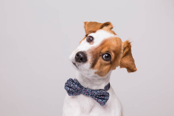 cute young small white dog wearing a modern bowtie. Sitting on the wood floor and looking at the camera.White background. Pets indoors cute young small white dog wearing a modern bowtie. Sitting on the wood floor and looking at the camera.White background. Pets indoors bow tie stock pictures, royalty-free photos & images