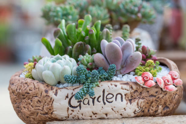 istock succulent plants,Echeveria lauixlindsayana 1206195530