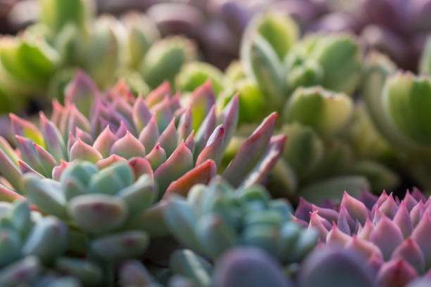 Blue, shading, succulent, sedum, sedum, plant, flower, flowerpot, chinese, green, pink, glutinous, farming, cute, wallpaper,Pictorial, bonsai, ceramic, flower pot, small,beautiful,color,natural,season,closeup,garden,colorful,petal,flora,summer,background,shading,succulent,sedum,plant,flower,flowerpot,chinese,green,pink,glutinous,farming,cute,wallpaper,pictorial,bonsai,ceramic,flower pot,small
