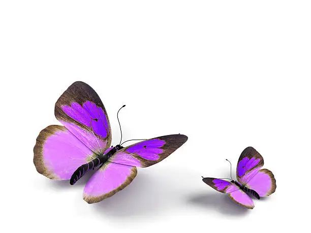 Photo of Butterfly - 3d render illustration on white background.