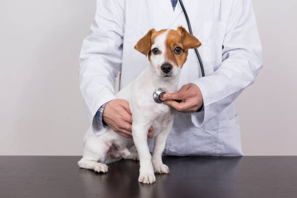 istock young veterinarian man examining a cute small dog by using stethoscope, isolated on white background. Indoors 1206195664