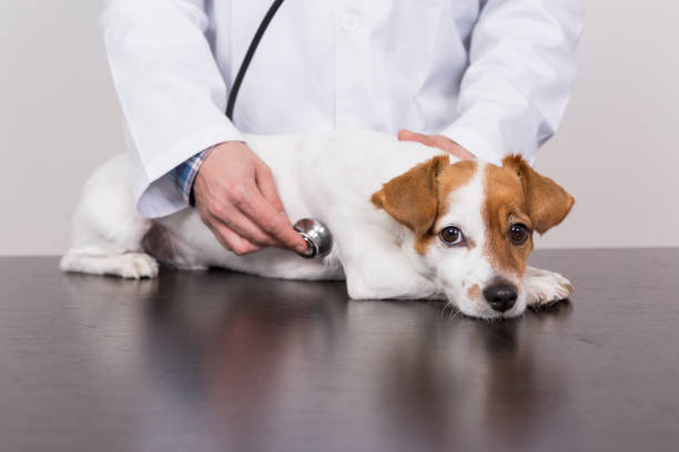 istock young veterinarian man examining a cute small dog by using stethoscope, isolated on white background. Indoors 1206195677