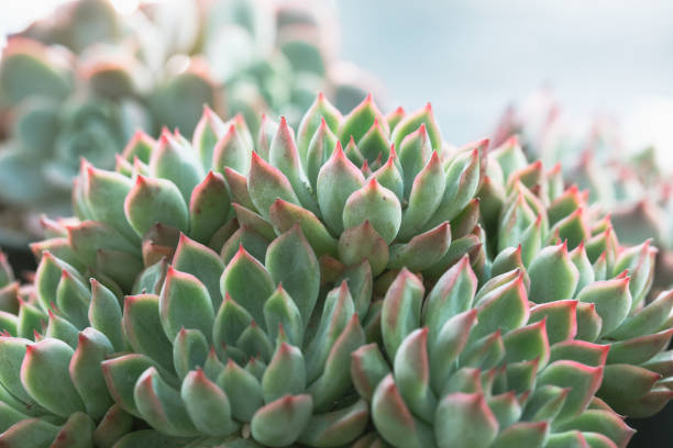 istock succulent plants,Echeveria lauixlindsayana 1206195726
