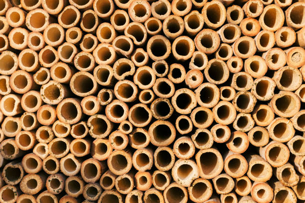 Circular tubes in insect house