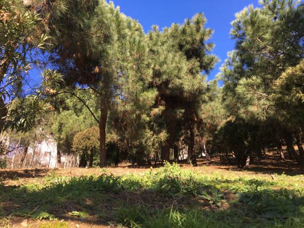 istock green nature trees lawns in the park 1206196112