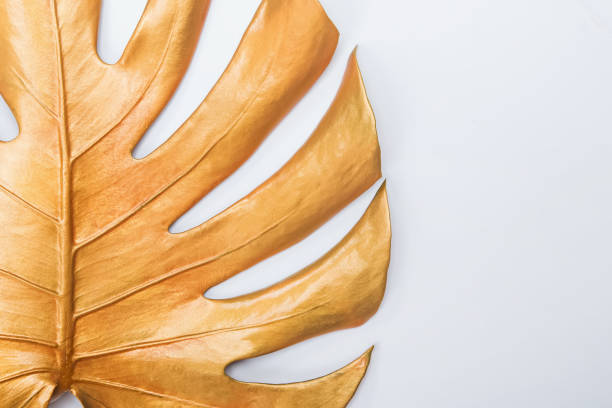 istock Big spray painted golden monstera leaf on pure white background. 1206196191