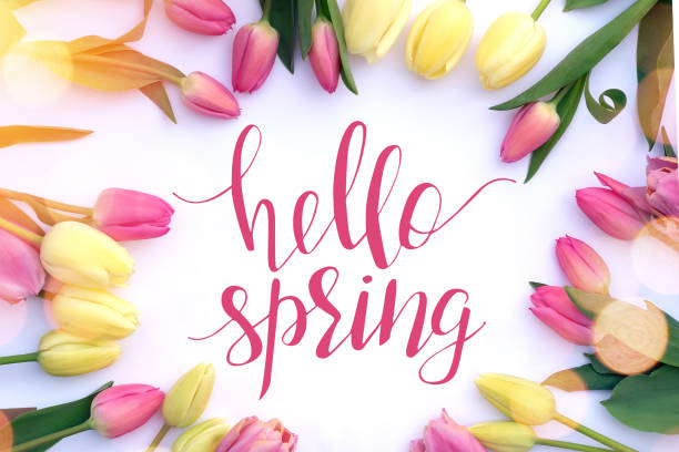 istock Colorful fresh tulips on white background and text hello spring. 1206196952
